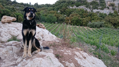 Domaine Vieux Continent / David Saint-Rémy à Félines-Minervois