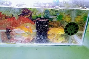 Golden Fish Aquarium image