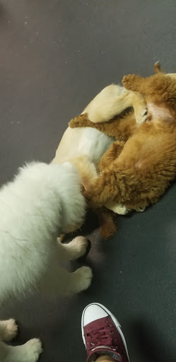 Pet Supply Store «Dogology», reviews and photos, 166 Albany Turnpike, Canton, CT 06019, USA