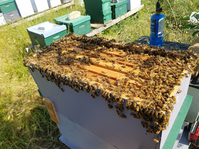 Reina Del Sol Honeybee Removal