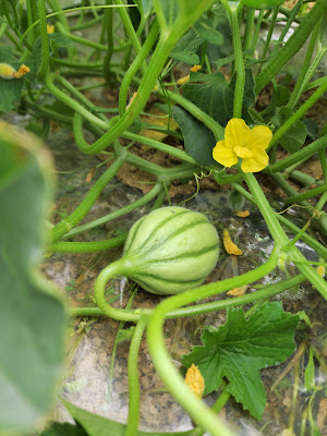 Les Jardins du Pélican à Loupian