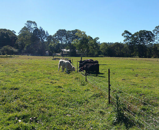 Livestock producer Sunshine Coast