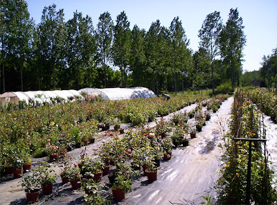 Les Rosiers Belmontais à Villamée