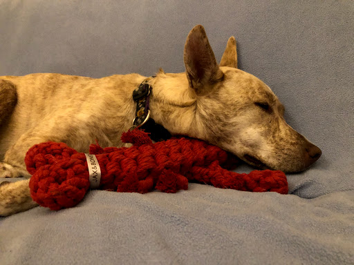 Pet Supply Store «Bark Harbor», reviews and photos, 150 Main St # 3, Bar Harbor, ME 04609, USA