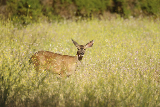 Nature Preserve «McClellan Ranch Preserve», reviews and photos, 22221 McClellan Rd, Cupertino, CA 95014, USA