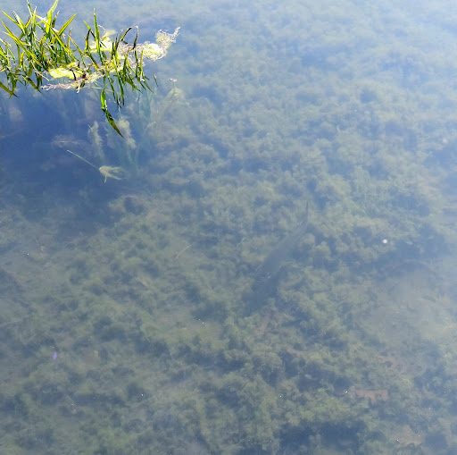 Park «Lakeview Park», reviews and photos, 9345 Portage Rd, Portage, MI 49002, USA