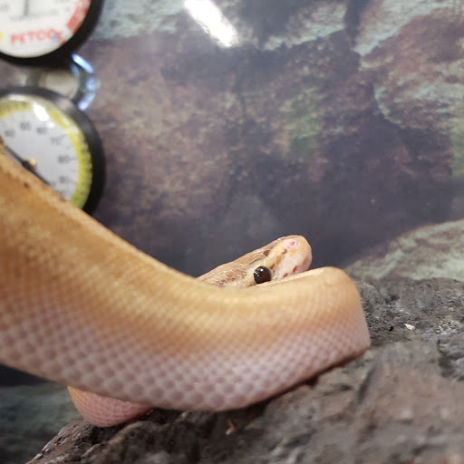 Pet Supply Store «Petco Animal Supplies», reviews and photos, 280 Kensington Blvd, Slidell, LA 70458, USA