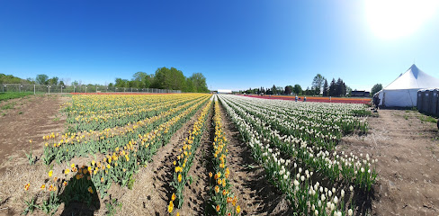 Tulipes.ca