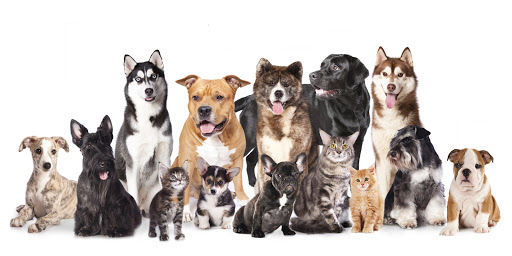 Beeton Veterinary Clinic image