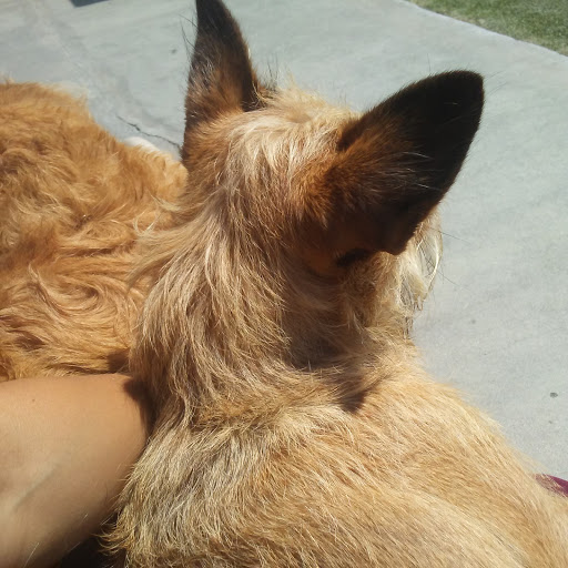 Pet Supply Store «Centinela Feed & Pet Supplies», reviews and photos, 4700 Pacific Coast Hwy, Long Beach, CA 90804, USA