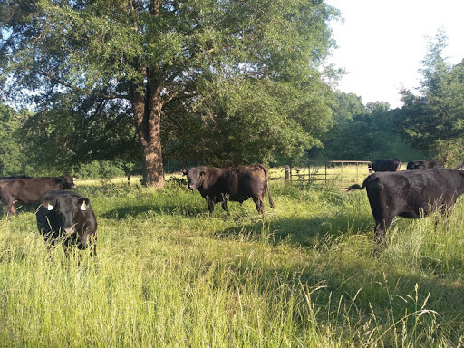 Clear Springs Farm