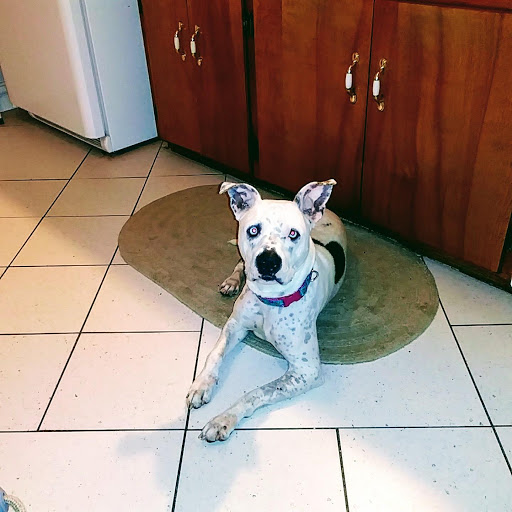 Pet Supply Store «Pet Supplies Plus», reviews and photos, 2912 Council Tree Ave #100, Fort Collins, CO 80525, USA