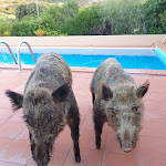 Photo n°7 de l'avis de Rudy.a fait le 16/07/2021 à 20:15 sur le  Ristorante Su Sirbone à Palau