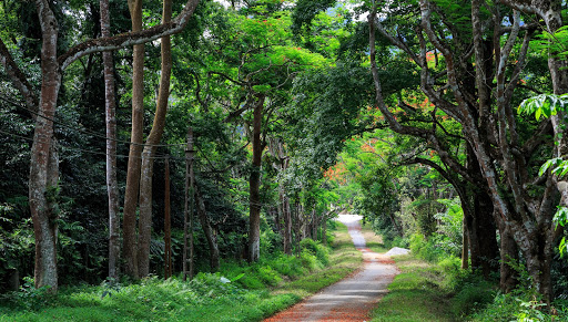 Cuc Phuong National Park