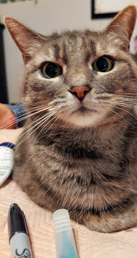 Thrift Store «Goodwill», reviews and photos, 390 Plaza Dr, Folsom, CA 95630, USA