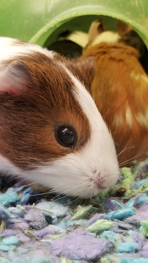 Pet Supply Store «PetSmart», reviews and photos, 3211 Peoples St, Johnson City, TN 37604, USA