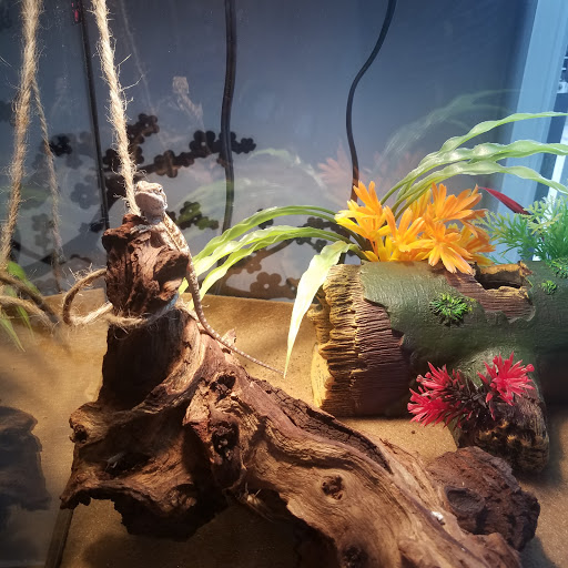 Pet Store «Incredible Pets Inc», reviews and photos, 2255 N Wickham Rd # 102, Melbourne, FL 32935, USA