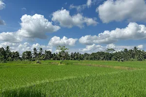 Rice Fields Walk image