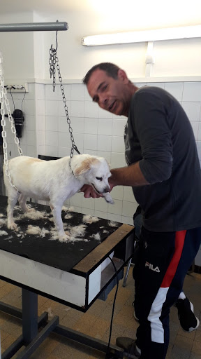 Lavage de chiens Marseille