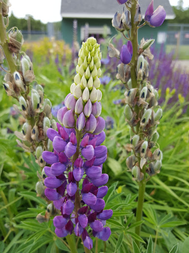 Park «Bialek Park», reviews and photos, 17 Linebrook Rd, Ipswich, MA 01938, USA