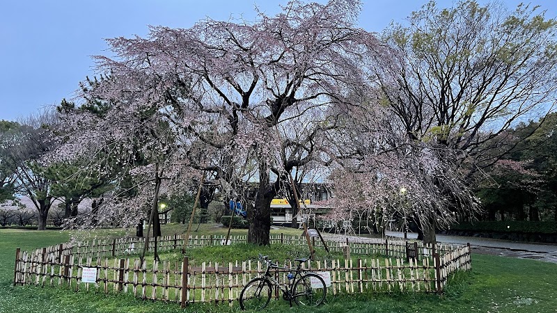 枝垂れ桜