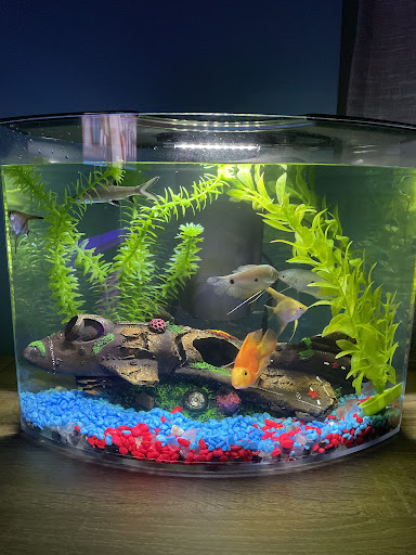 Tropical Fish Store «Ocean Aquarium», reviews and photos, 6820 E Black Horse Pike, Egg Harbor Township, NJ 08234, USA