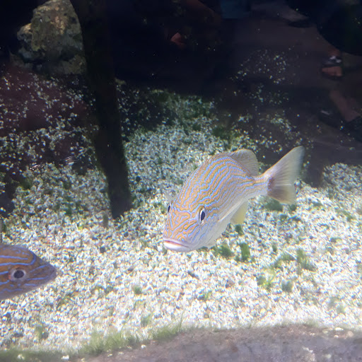 Monument «Selena Memorial Statue», reviews and photos, 600 N Shoreline Blvd, Corpus Christi, TX 78401, USA