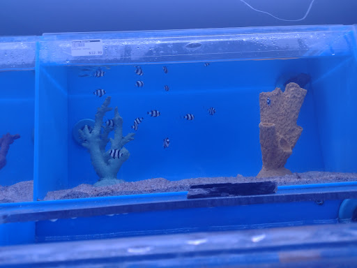 Tropical Fish Store «Optimum Aquarium», reviews and photos, 840 Ernest W Barrett Pkwy NW #700, Kennesaw, GA 30144, USA