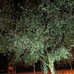 Photo n°1 de l'avis de Regina.e fait le 18/07/2021 à 10:59 sur le  Hotel Baia Azzurra à Arco