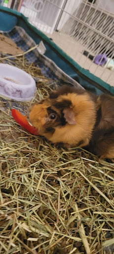 Pet Supply Store «PetSmart», reviews and photos, 24 Countryside Plaza, Countryside, IL 60525, USA