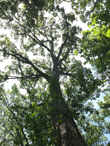 Park «Sahm Park», reviews and photos, 6801 E 91st St, Indianapolis, IN 46250, USA