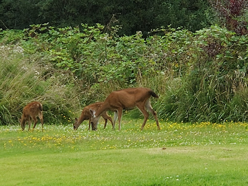 Golf Course «Cedar Bend Golf Course», reviews and photos, 34391 Cedar Valley Dr, Gold Beach, OR 97444, USA