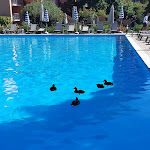 Photo n°3 de l'avis de Flora.o fait le 24/09/2023 à 17:14 sur le  Hotel Ristorante L’Approdo à Pettenasco