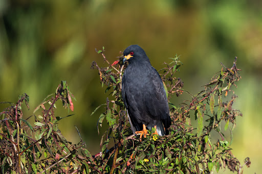 Recreation «Kissimmee Swamp Tours», reviews and photos, 4500 Joe Overstreet Rd, Kenansville, FL 34739, USA