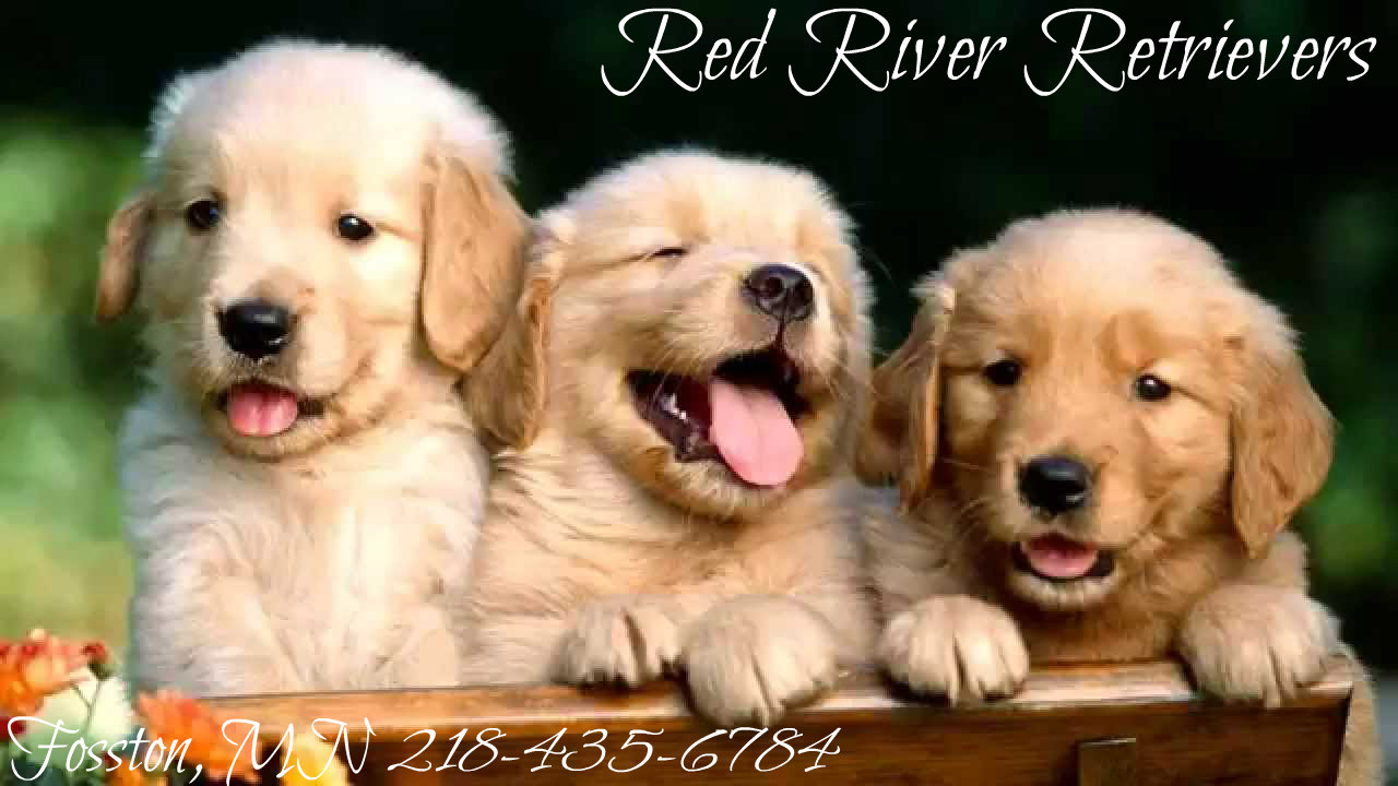 Red River Retrievers