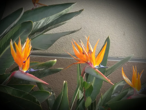 Fast Food Restaurant «Chick-fil-A», reviews and photos, 24011 El Toro Rd, Laguna Hills, CA 92653, USA