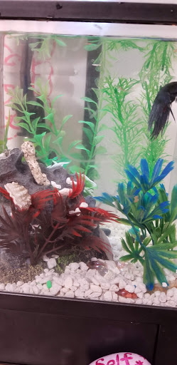 Pet Groomer «We Lov Pets», reviews and photos, 3853 Northpointe Dr, Zanesville, OH 43701, USA