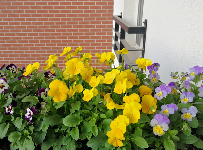 Virágzó Balkon - Kertészkedő