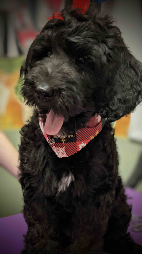 Pet Groomer «A Klassy Lassie, LLC», reviews and photos, 30 Old Jackson Rd, McDonough, GA 30252, USA