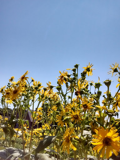 Museum «Queens County Farm Museum», reviews and photos, 73-50 Little Neck Pkwy, Queens, NY 11004, USA