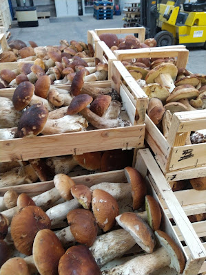 La Forestière du Champignon à Golbey
