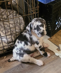 Daves Big Dogs aka Perfect Imperfections kennels - Photo 6 - Car repair in Gastonia, NC, Gastonia