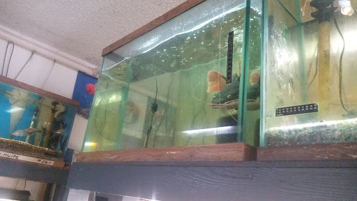 Gift Shop «Asia Gifts & Aquarium», reviews and photos, 763 S 38th St, Tacoma, WA 98418, USA