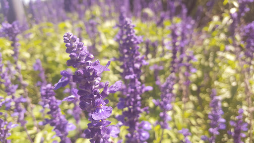 Golf Course «Fox Bend Golf Course», reviews and photos, 3516 US-34, Oswego, IL 60543, USA