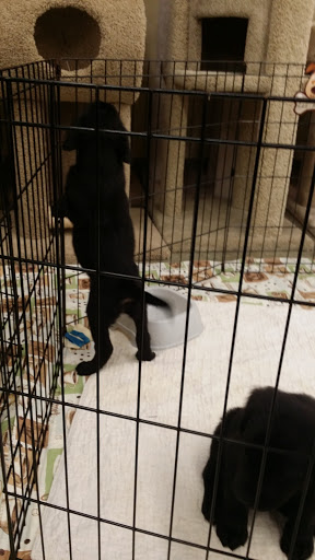 Pet Supply Store «Petco Animal Supplies», reviews and photos, 1215-1309 NJ-33 #1, Hamilton Township, NJ 08690, USA