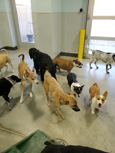 Leader of the Pack Doggie Daycare