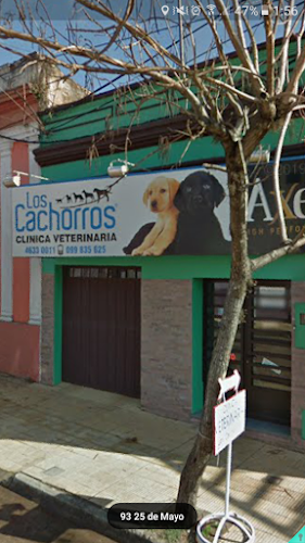 Opiniones de Clínica veterinaria "Los cachorros" en Tacuarembó - Veterinario