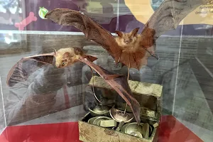 Formosan Golden Bat’s Home image