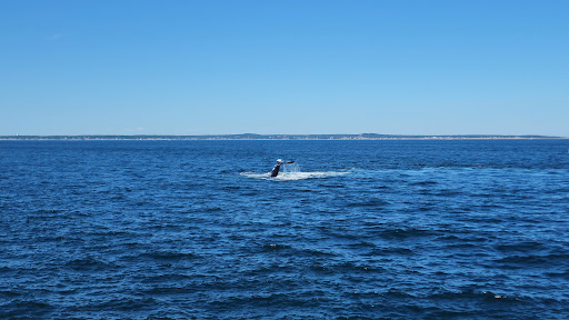 Whale Watching Tour Agency «Cape Ann Whale Watch», reviews and photos, 415 Main St, Gloucester, MA 01930, USA