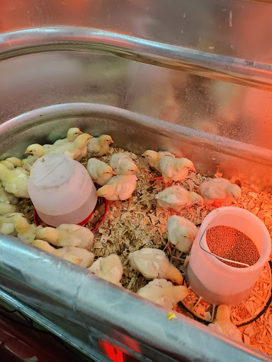 Department Store «Rural King», reviews and photos, 1000 N Main St, Marysville, OH 43040, USA